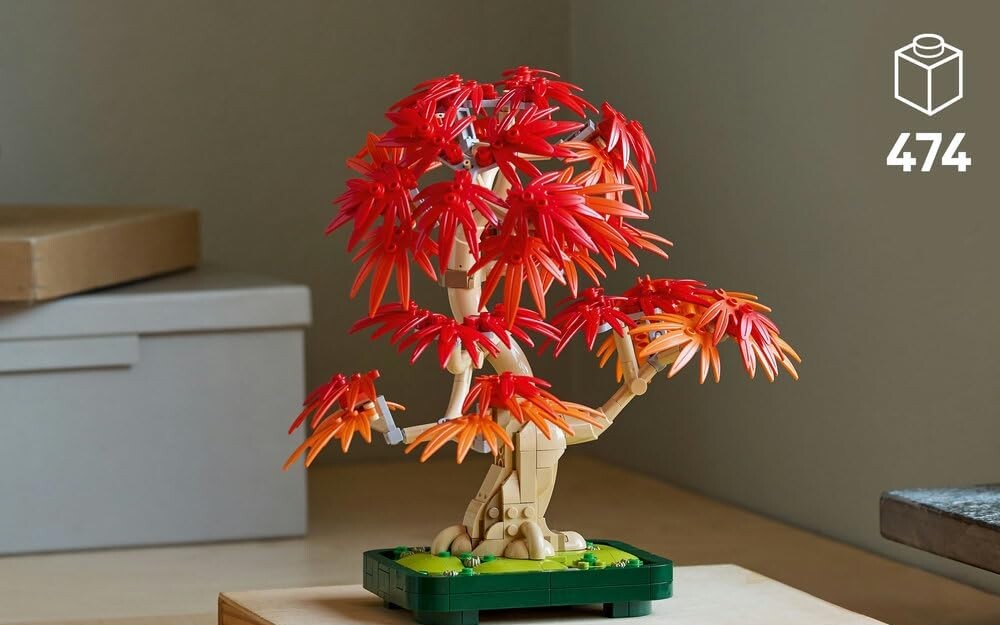 klon palmowy bonsai