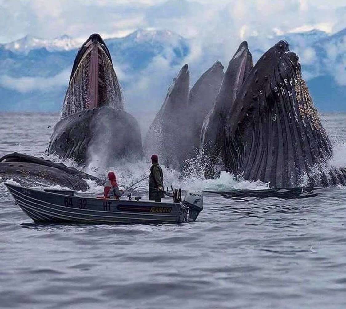 Sumioni z wieloma zakończeniami