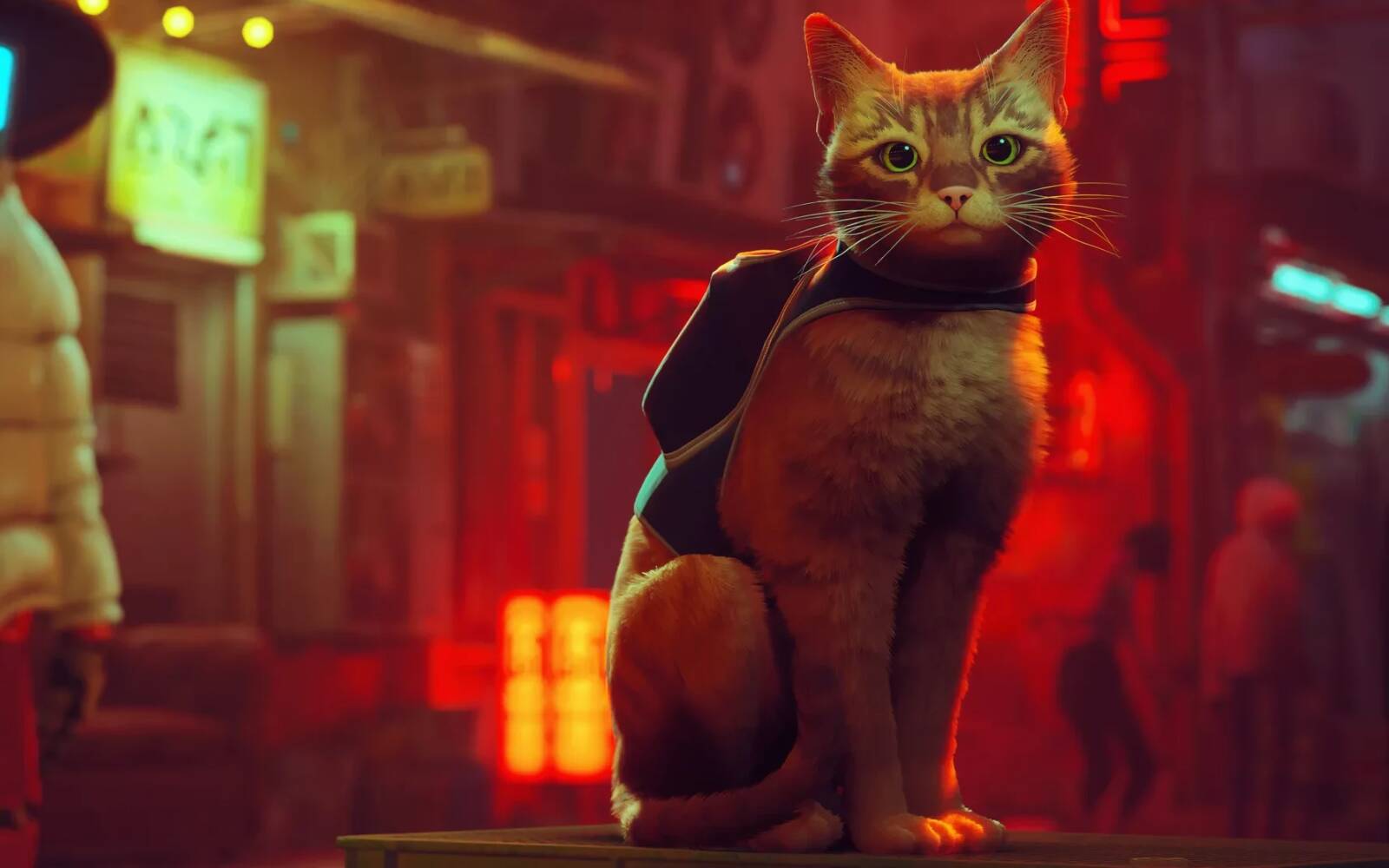 Afera z wydawcą a twórcami fizycznej edycji Stray. Jest pozew o oszukiwanie