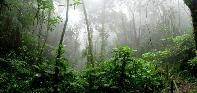 Green Hell. Tajemnicze historie i ciekawostki prosto z amazońskiej dżungli