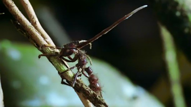 Grzyby, mózgi i The Last Of Us