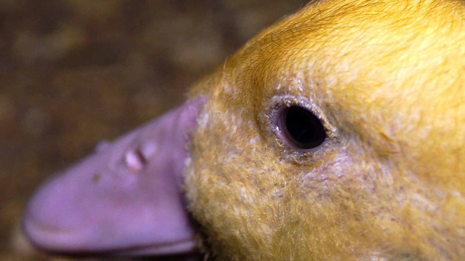 Army of Two: The Devil&#039;s Cartel w marcu 2013