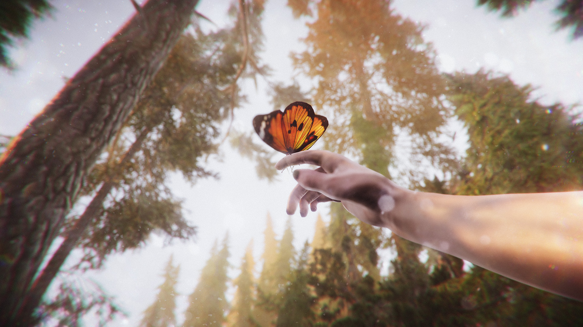 The Forest Cathedral #1