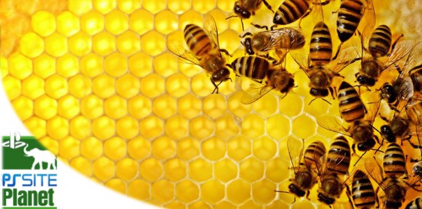 PS Site Planet: Z DualShockiem wśród zwierząt – Pszczoły