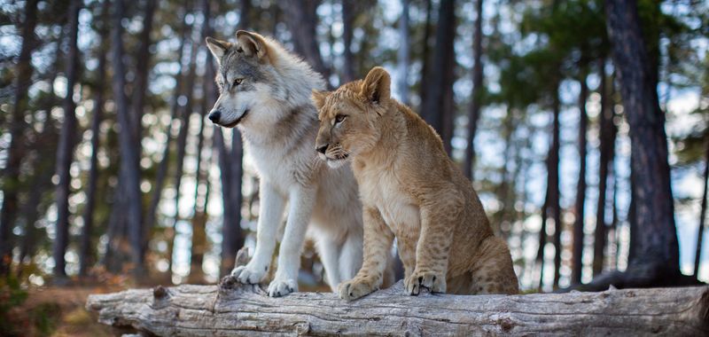 Wilk, lew i ja (2021) - recenzja filmu [Kino Świat]. Ładne zwierzęta i niemożliwie naiwna historia