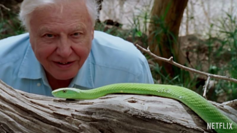 David Attenborough: Życie na naszej planecie (2020) – recenzja filmu [Netflix]. I śmierć