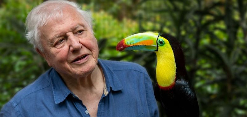 David Attenborough: Życie w kolorze (2021) – recenzja serialu (Netflix). Barwy natury