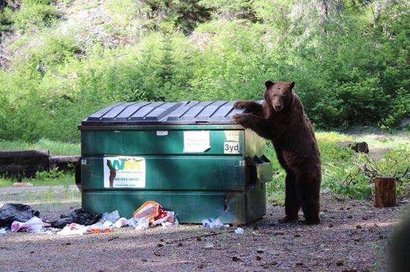 Epic Dumpster Bear to arcydzieło
