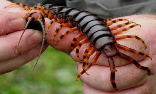 Wszystkie robale Centipede: Infestation