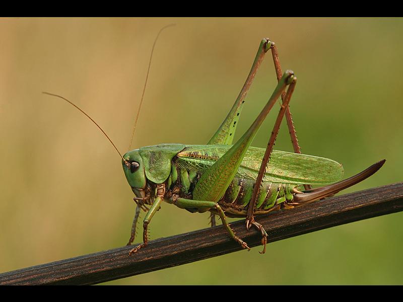 ONE dzień z chrabąszczem