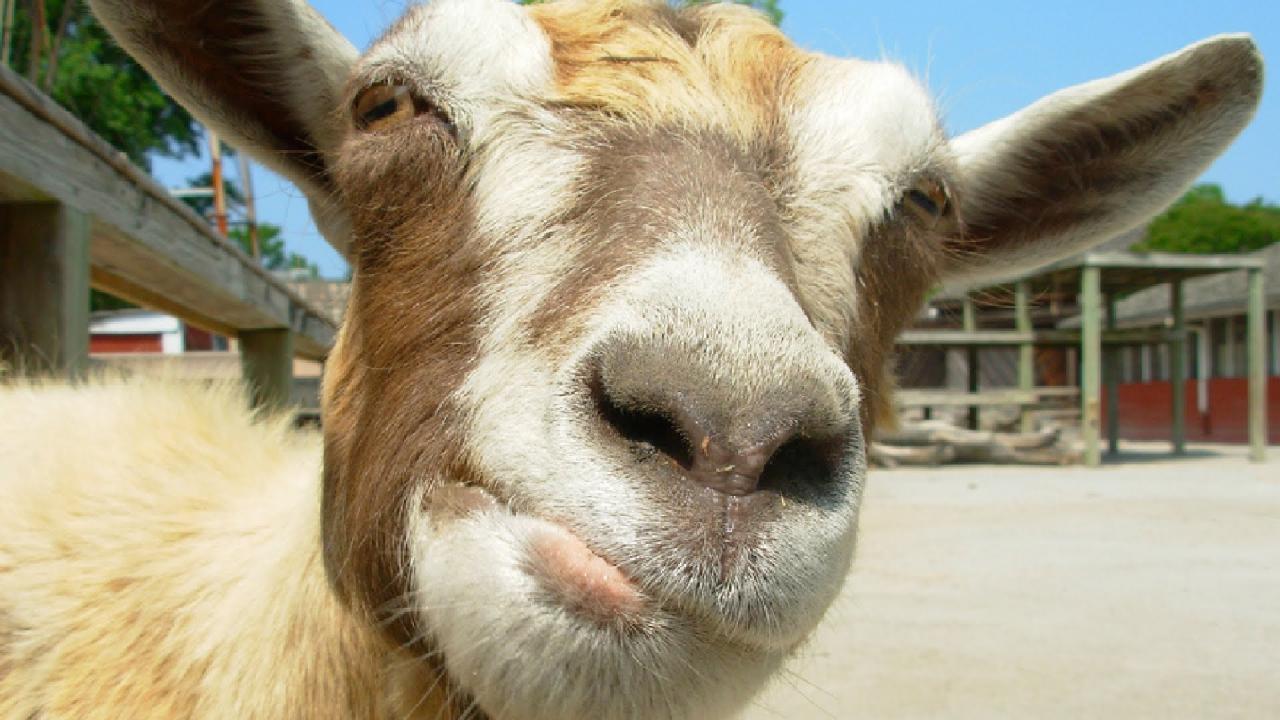Symulator Kozy na żywo - fani Goat Simulator stworzyli zabawny filmik live-action